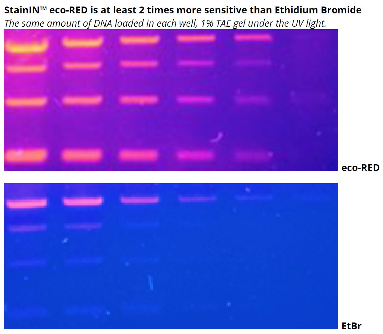 StainIN™ eco-RED Nucleic Acid Stain 