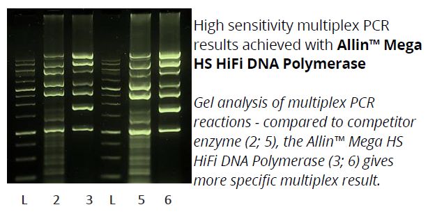 ALLin™ Mega HS HiFi DNA Polymerase 